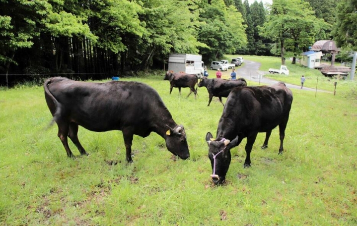 但馬牛の飼育システムが世界からの称賛を浴びる！兵庫初の「世界農業遺産」に認定。